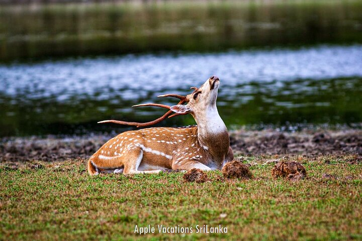 Sika deer in Wilpattu national park